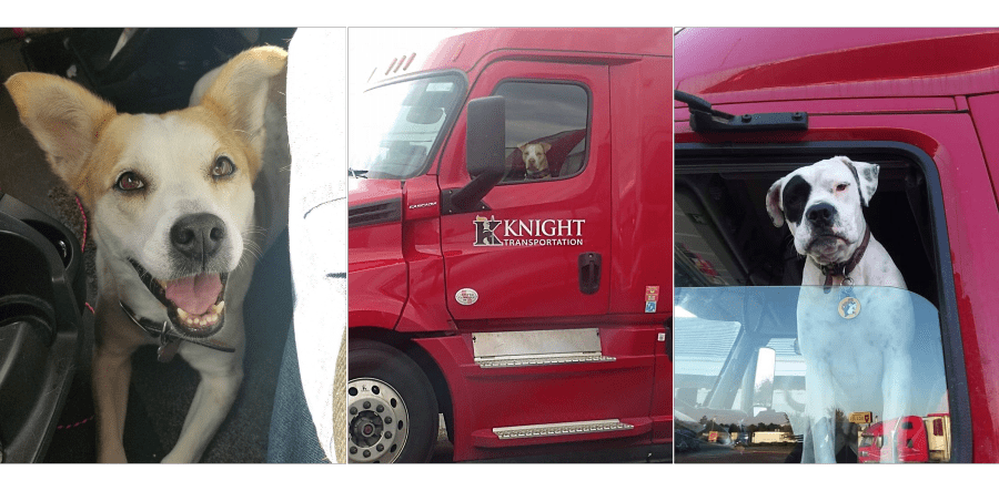 Knight Transportation Pets